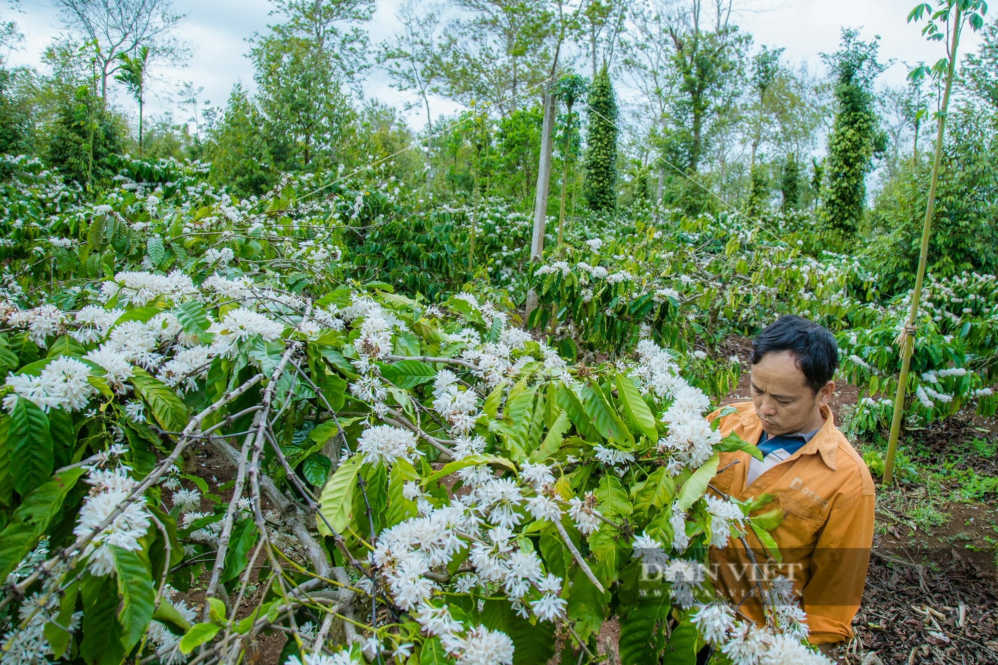 Mưa trái mùa ở Đắk Lắk đẩy nhiều loại cây tiền tỷ vào nguy cơ mất mùa - Ảnh 2.